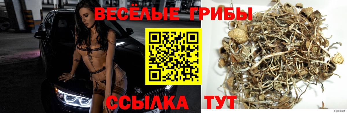 Псилоцибиновые грибы мицелий  Галлюциногенные грибы мицелий  Алексин  где продают   Вход с VPN 